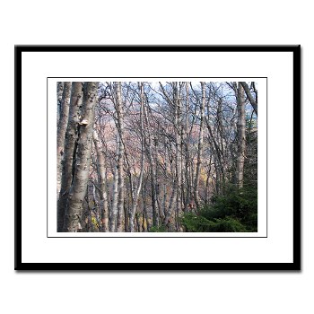 Birch Grove Large Framed Print